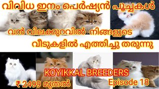 persian cat for sale | Persian cat sale in kerala | പേർഷ്യൻ പൂച്ചകൾ വിലക്കുറവിൽ #koyikkalbreeders