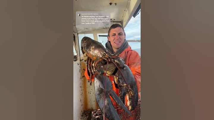 Big Maine lobster!