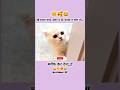 15 हजार रुपए दे दो..#shortsfeed #cat #shortvideo #shorts #love #funny #memes #cute #pet #motivation