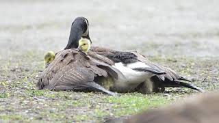 Canada Geese Family:  Wait for the run! - 4k