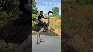 How much joy do ostriches bring? 🐦✨ | Ostrich Farming Life 🐣💪 | Daily Struggles &amp; Wins 🎥📅 #ostrich