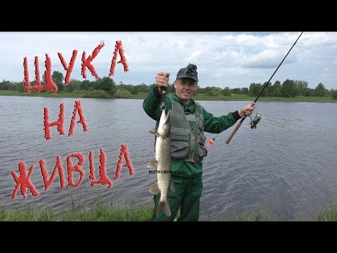 осенняя рыбалка на жерлицы