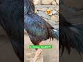 A Unique Rooster | Black Mushka😍#shorts #rooster #viralvideo #youtubeshorts