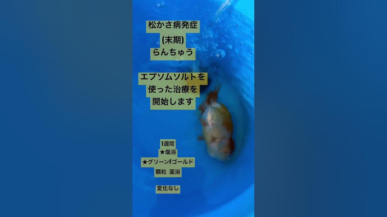 松かさ病発症 末期 したらんちゅう 今日からエプソムソルトに変更します らんちゅう Youtube