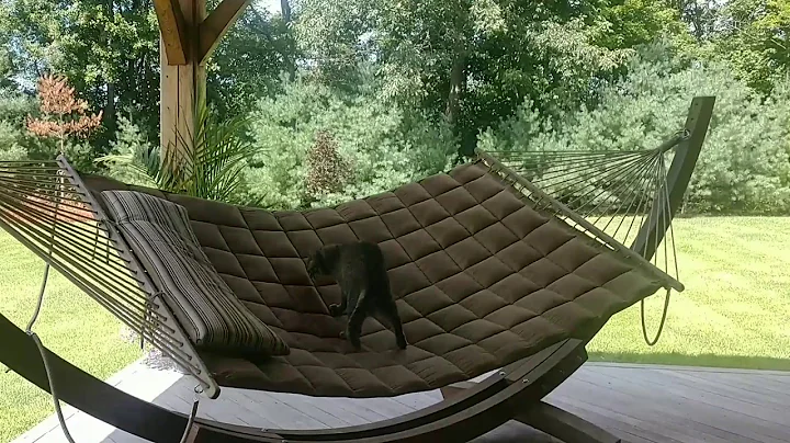 Ginnie's hammock