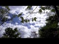 森の情景Op82 -5& 6 &7 懐かしい風景・宿・予言の鳥(piano Chris Breemer)