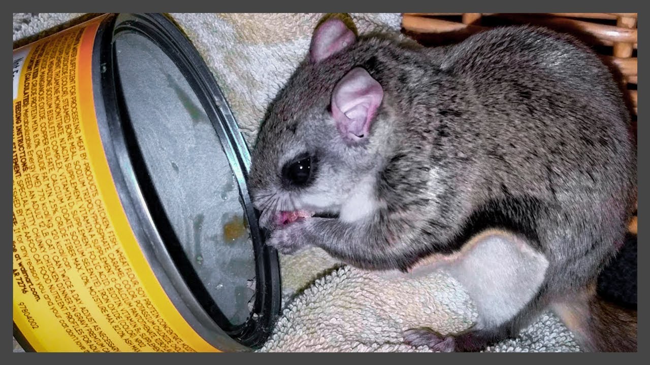 pets and animals for sale 🐿 Evicting the Flying Squirrel [05 of 11]