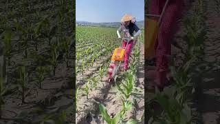 Modern Maize Field Maintenance Using Agricultural Equipment