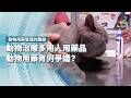 治療動物多用人用藥品，動物用藥有何爭議？｜動物用藥管理的難題｜公視 #獨立特派員 第958集 20260624