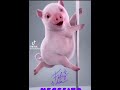 El Cerdito Bailarín mueve el tubo y demuestra que es muy bueno en esto. (Quiero café con pan)