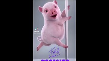 El Cerdito Bailarín mueve el tubo y demuestra que es muy bueno en esto. (Quiero café con pan)