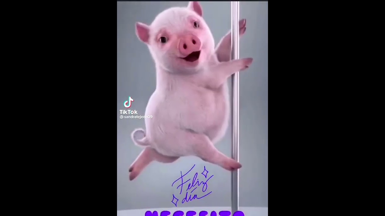 El Cerdito Bailarín mueve el tubo y demuestra que es muy bueno en esto. (Quiero café con pan)