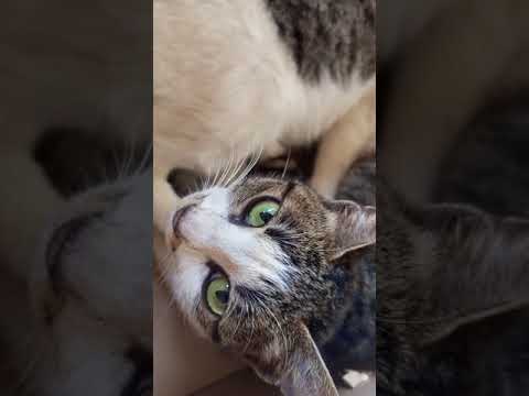Video: Cat Burmilla: Penerangan Mengenai Baka, Sifat Dan Ciri Kandungan, Foto, Memilih Anak Kucing, Ulasan Pemilik, Pembiakan Kucing