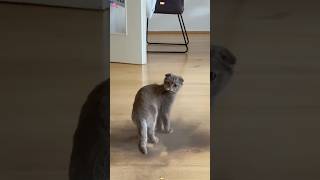 He Knows He Did Something Wrong