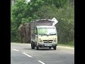 Wild Elephant on Main Road | Elephant #elephant