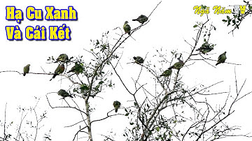 Gặp Bầy Cu Xanh Khủng Lenin Xém Gặp Họa - Soi Ếch, Bắt Chuột Nấu Cháo Mướp Cực Ngon/NGÃ NĂM TV