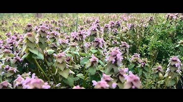 GH3 72Mb/s All Intra Grading Test