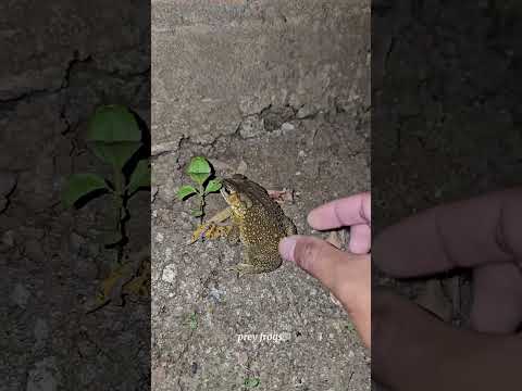 Catch big frogs