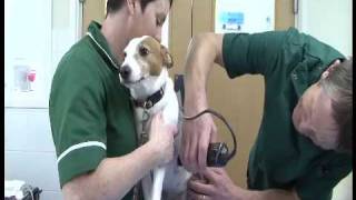 Pilgrims Veterinary Clinic - Vets in West Kingsdown