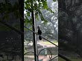 Rare bird chasing