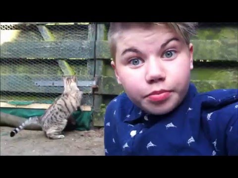 Video: Hoe Om Te Gaan Met Hoofddrukken Bij Katten - Waarom Drukken Katten Op Hun Hoofd?