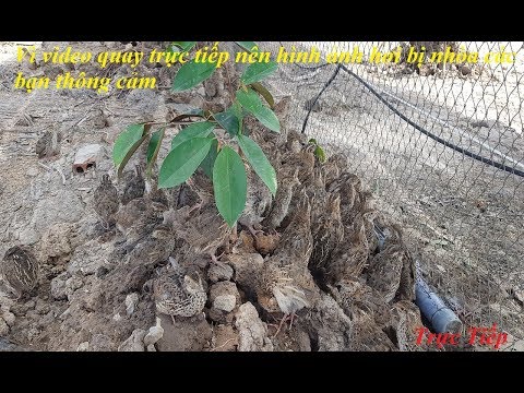 Video Hướng Dẫn Chi Tiết Làm Chuồng Nuôi Cút Thả Vườn | Trại... - youtube