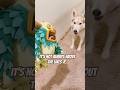 Not Always About The Likes Shorts Fypシ Viral Subscribe Pets 