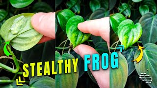 Baby Frog Hiding under a Leaf
