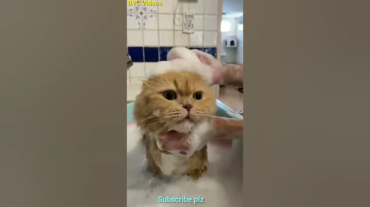 Video 11831191: cat bathing funny, cat bathing dog, cat animals lover funny, cute animals cat lover