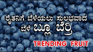 ರೈತನಿಗೆ ಬೆಳೆಯಲು ಸುಲಬವಾದ ಬೆಳೆ ಬ್ಲೂ ಬೆರ್ರಿ TRENDING FRUIT , Blueberry easy crop for farmers to grow.