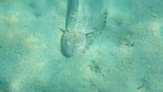 Synodus saurus.   Рыба - ящерица
