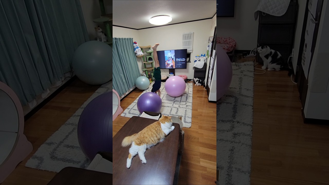 LOSER🎵 米津玄師🎶 #動じない猫 #信頼関係 アクロバット×バランスボール 頭の中で楽曲を想像&表現🧏♀️ #米津玄師特集