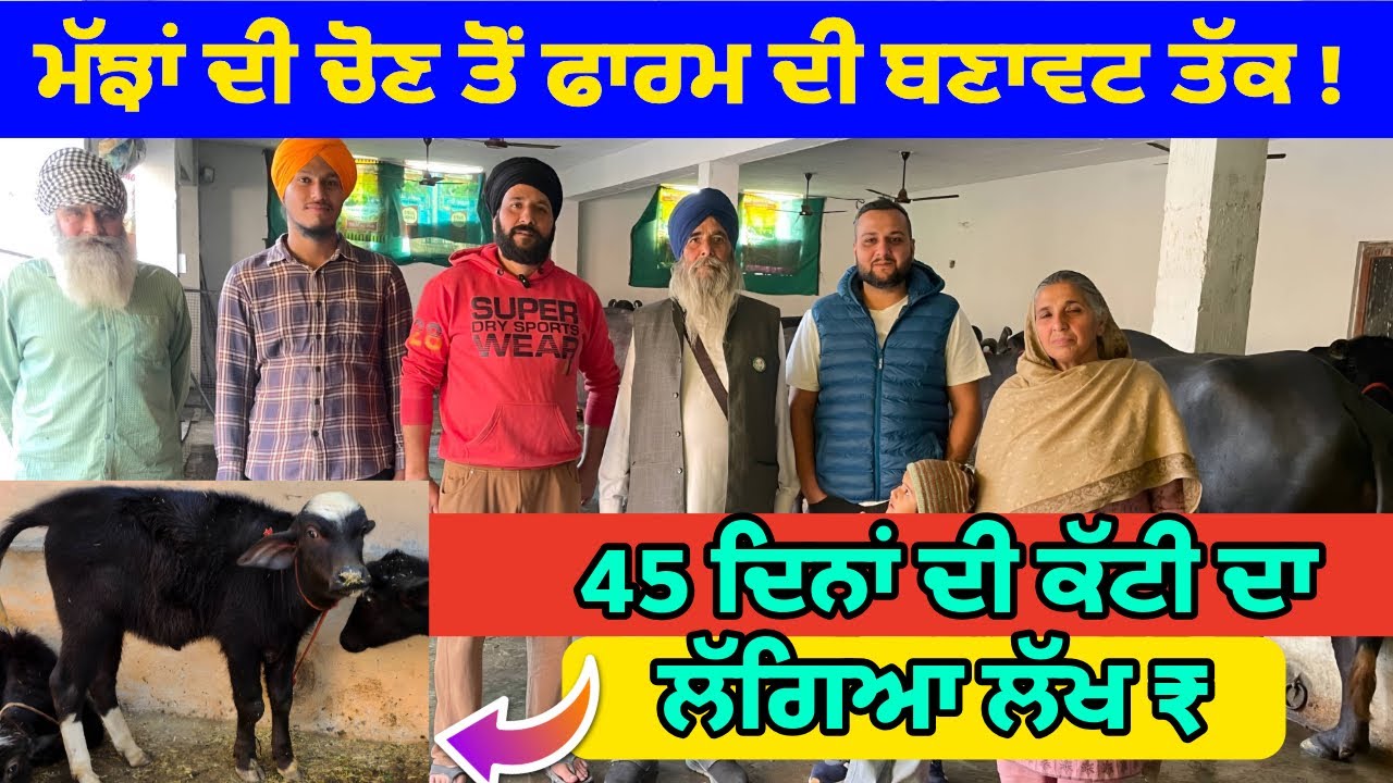 45 ਦਿਨਾਂ ਦੀ ਕੱਟੀ ਲੱਖ ਰੁ: ਦੀ||ਮੱਝਾਂ ਲਈ ਸ਼ੈਡ ਕਿਵੇਂ ਬਣਾਈਏ||ਹਰਾ ਚਾਰਾ ਤੇ ਤੂੜੀ ਸਟੋਰ ਦੀ ਸਹੀ ਯੋਜਨਾ||