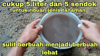 cukup 5 liter dan 5 sendok atasi tanaman sulit berbuah menjadi berbuah lebat