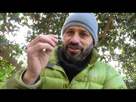 אבן אש ייעודית לאולר שוויצרי