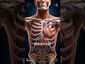 Why Do Some People Have a Box Inside Their Chest #shorts #health