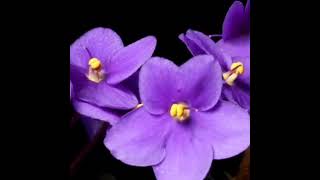 The Best Floral Spring Fragrances #flowers #floralfragrance #scentedsnowdrops #perfume #fragrance @scentedsnowdrops