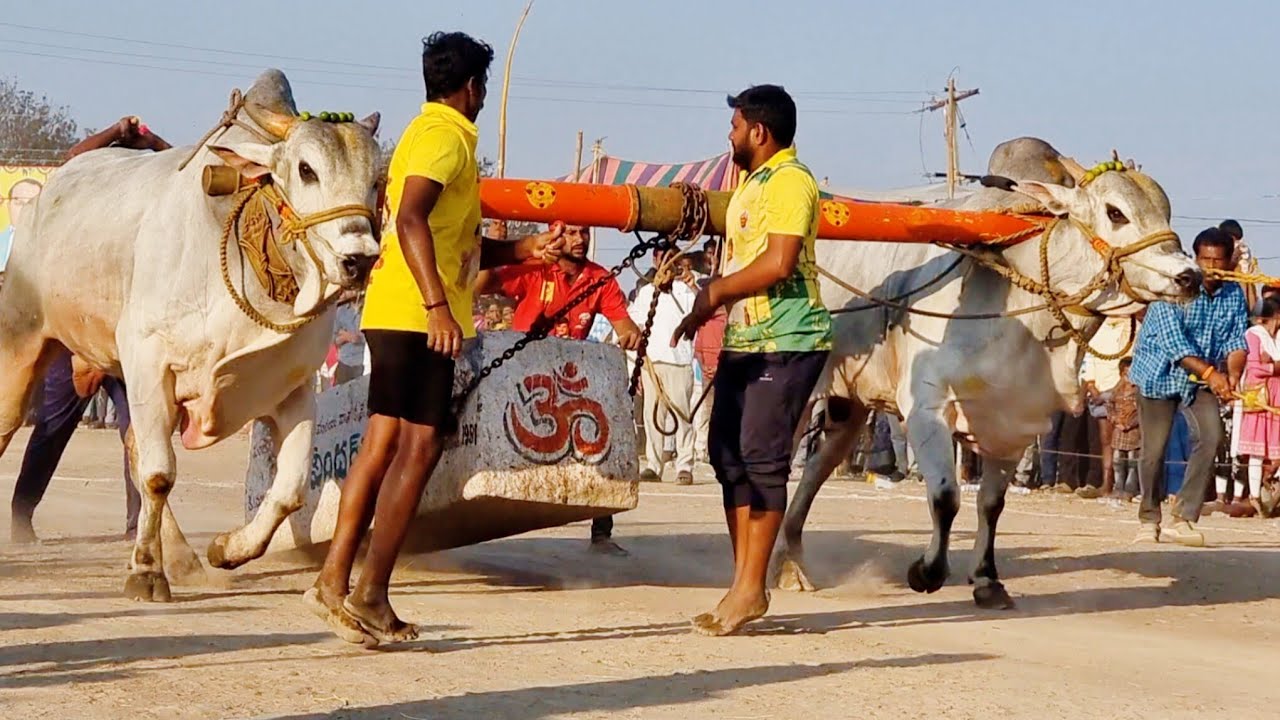 🥇కాకునూరు సీనియర్స్ విభాగము బండలాగుడు పోటీలు 7వ జత rk bulls అత్తోట శిరీష చౌదరి శివకృష్ణ చౌదరి-bulls