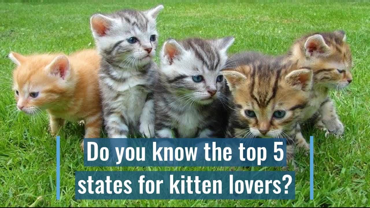 It's National Kitten Day! YouTube