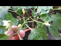 Tips to Pollinate Flowers of Chillies (Pagpapabunga ng Halamang Sili) - with English Caption