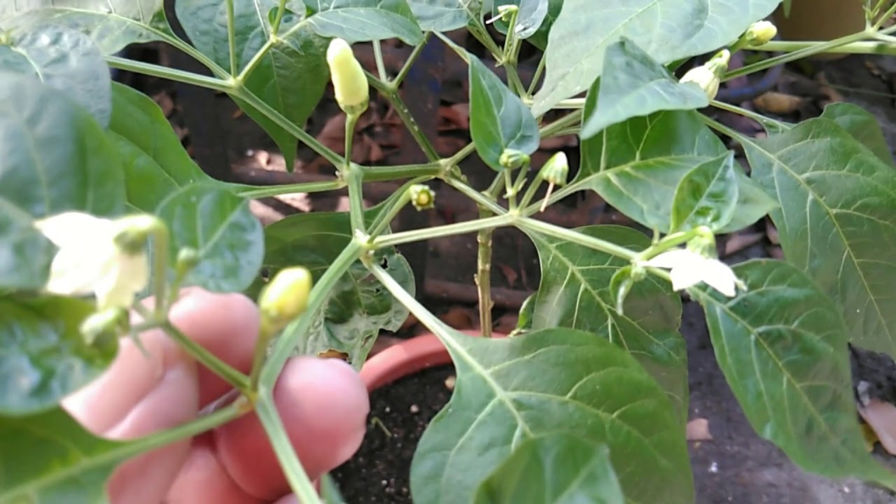 Tips To Pollinate Flowers Of Chillies Pagpapabunga Ng Halamang Sili tips-to-pollinate-flowers-of-chillies-pagpapabunga-ng-halamang-sili