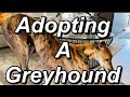 The Greyhound Adoption Process