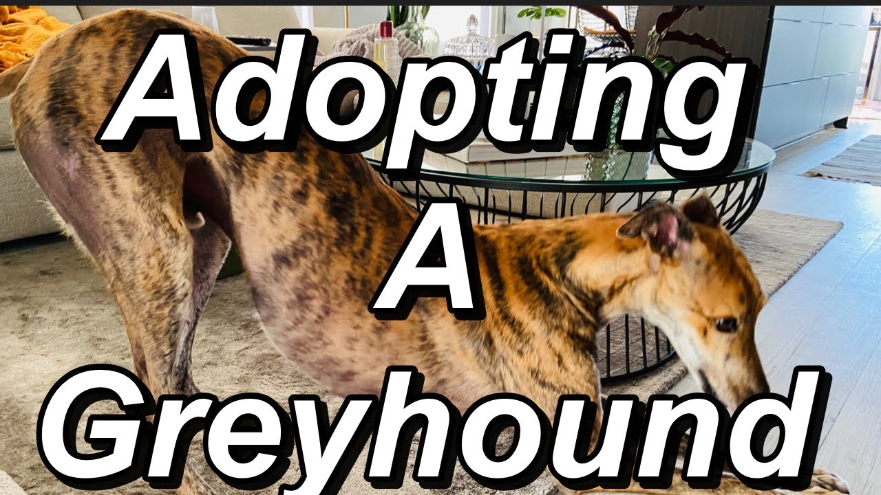 The Greyhound Adoption Process YouTube