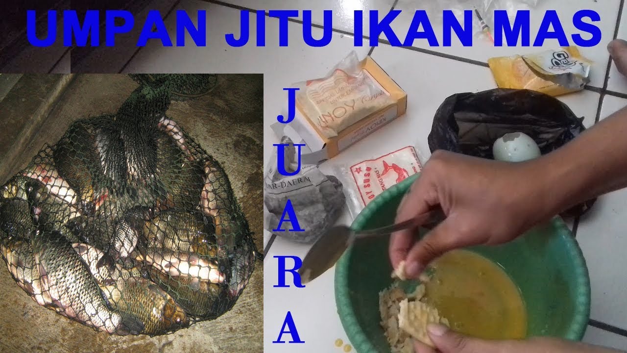 Racikan Umpan ikan mas sederhana tapi juara