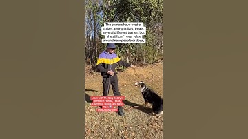 “Impossible” Reactive Aussie Quickly Responds To The Dog Daddy.