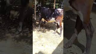 Eid Ul Adha Animals 2022 Cow Tiktok Cow Lover Qurbani Eid Janwar Whatsapp Status 297