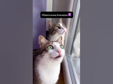Если бы знаки зодиака были котиками 1 часть - YouTube