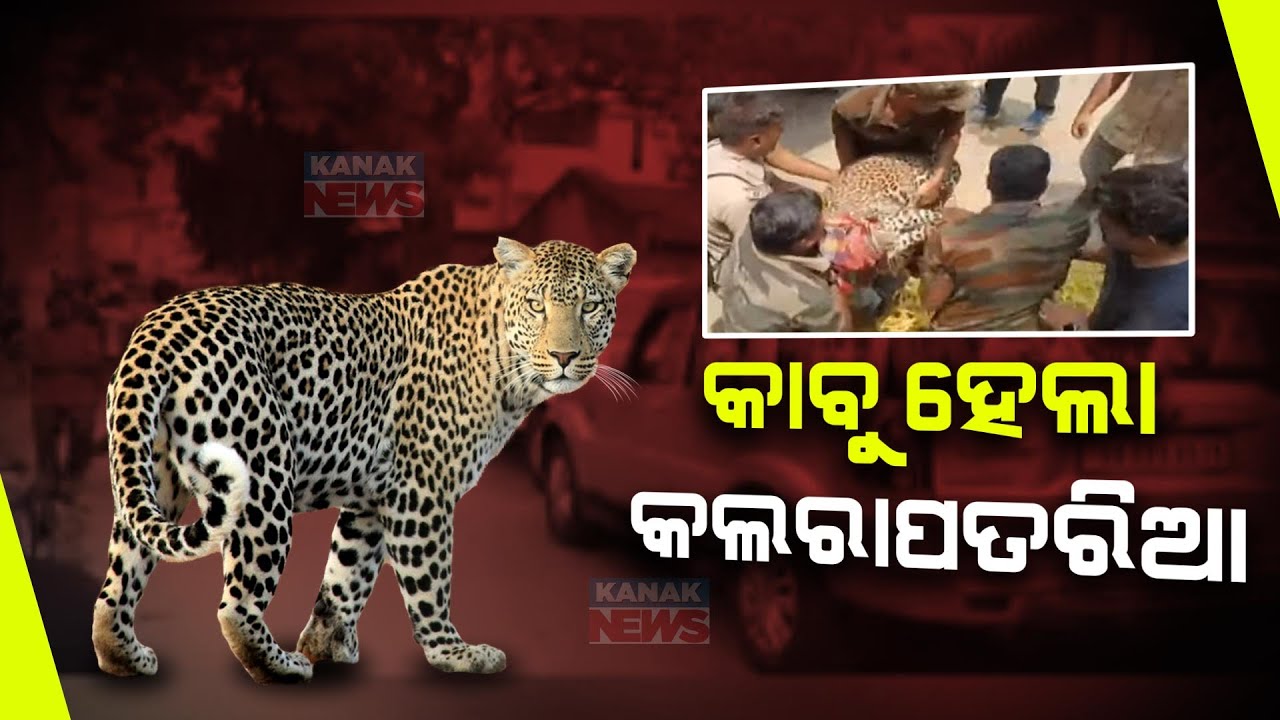 Forest Dept Successfully Captures Leopard In Baripada