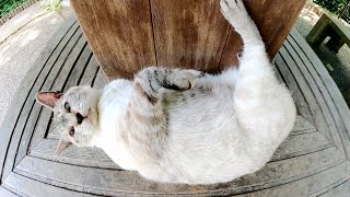 猛暑の中、シャム猫が屋根付きのベンチでお腹を放り出して暑さをしのぐ