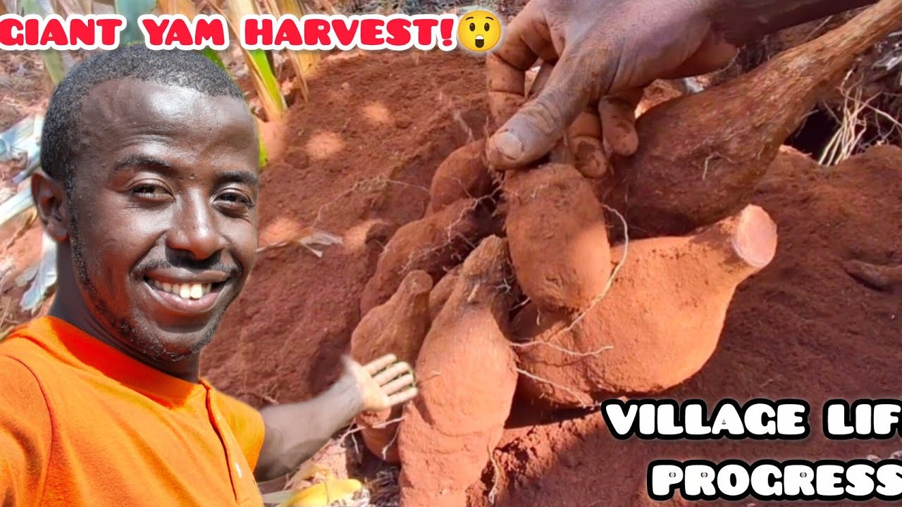 Жизнь в деревне: Масштабный урожай органического ямса + Прогресс в преобразовании фермы